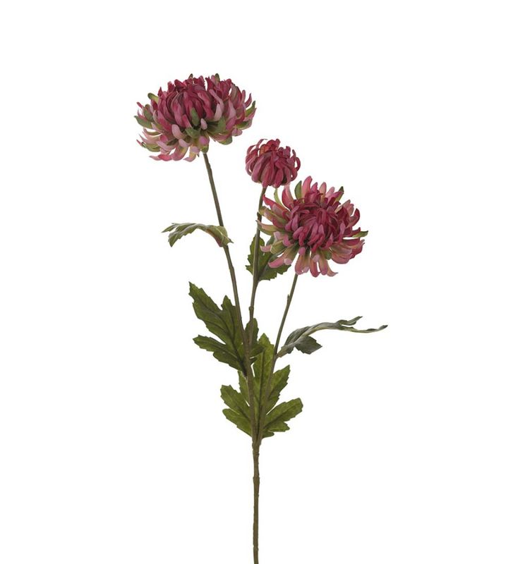 Mr Plant Krysantemum rosa