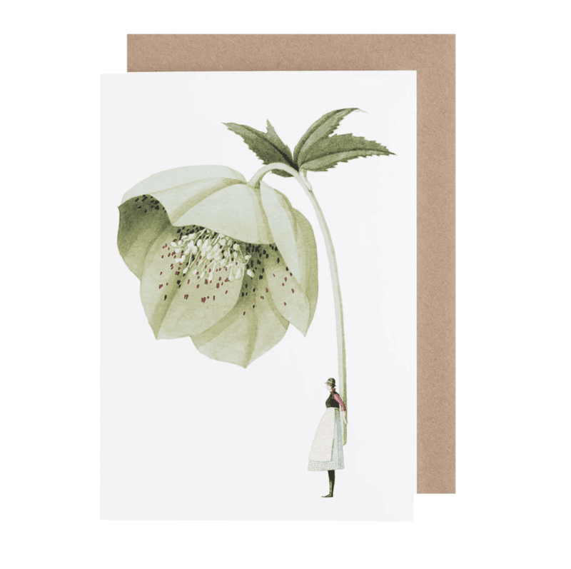Laura Stoddart Hellebore kort