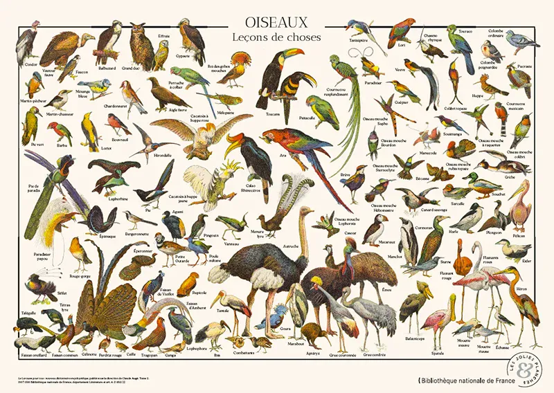 Birds puslespill 1000 biter