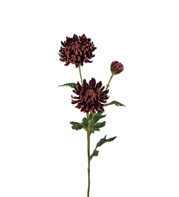 Hovedbilde Krysantemum brunrosa