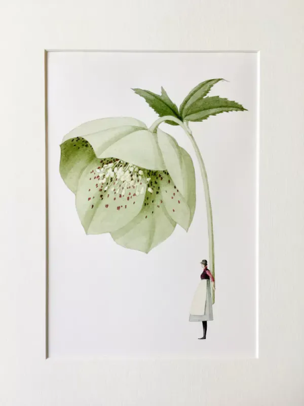 Laura Stoddart A4 Print - Green Hellebore