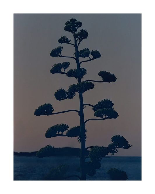 Hovedbilde TPC Armin Tehrani, Hvar Agave Flower 40x50 cm