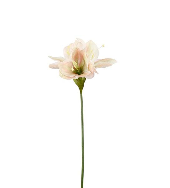 Amaryllis varm hvit 63cm
