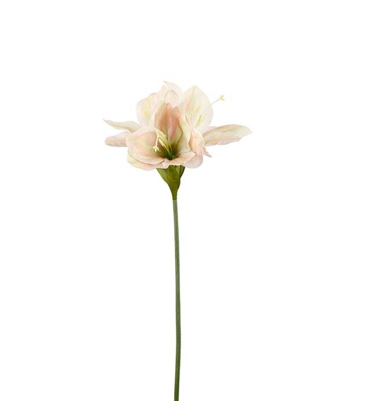 Amaryllis varm hvit 63cm