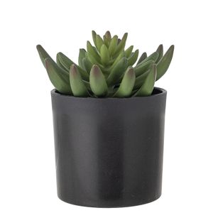 Hovedbilde Echeveria Kunstig plante