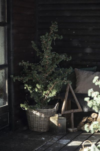 Ib Laursen Juletre/cedertre 