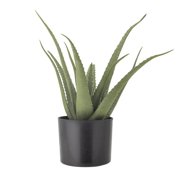 Aloe i potte