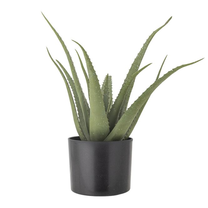 Hovedbilde Aloe i potte
