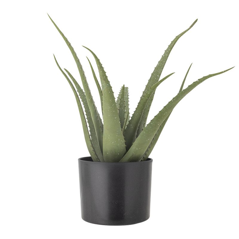 Aloe i potte
